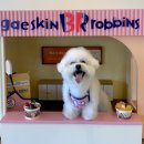 피터펫 카페 안산점 | [ 안산상록수 ] 안산 실내 애견카페 피터펫