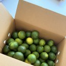 내천농장 | 청귤 먹어봤어요 : 바먹농장 서귀포 산지직송 첫수확 청귤 유기농법재배 당일수확 신선배송 솔직 후기