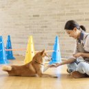 강아지분양 고양이분양 헬로브리더 이미지