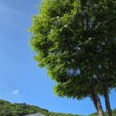 진천아지트 | 애견동반 가능한 진천 더빌리지 캠핑장 AS-1 사이트 내돈내산 후기