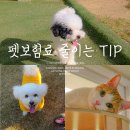 현대 강아지＆고양이 | 강아지 고양이 펫보험 할인하는 방법 4가지 후기