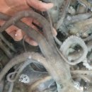 뻘낙지수산 이미지