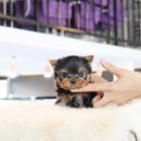 퍼피당강아지 안산본점 이미지