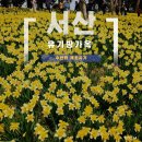 (주)일군 | 노란 수선화의 물결, 유기방가옥 수선화 개화 시기 정보 및 후기