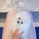 내품안의반려견 은평점 이미지