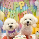 놀러오개 애견 유치원 애견 호텔 이미지