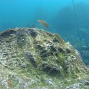 122. 파랑비늘돔류(앵무고기류) Blue-barred parrotfish(Scarus ghobban)~ 미기록종 이미지