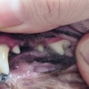 포곡동물병원 이미지