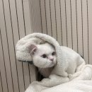 묘신사 그루밍 이미지