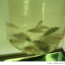 이준열대어 이미지