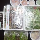 장말로308번길 | 부천배달맛집 발라당족발 : 파족발,파보쌈 솔직후기!!!!_허니제니