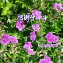 이질풀 이미지