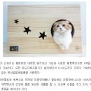 펫콤마 이미지