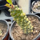 리치아이 이미지