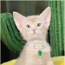 캣그램 광주 고양이분양 이미지