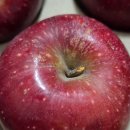 두리봉 | 이게 '찐 맛집 사과'? 문경 두리봉 꿀사과 감홍 솔직 후기!