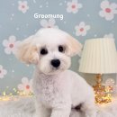 그루멍(groomung) 이미지