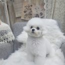 냥만스럽개 이미지