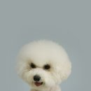 쿨 애견미용 이미지