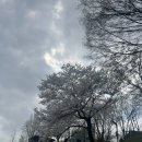 냅킨아트/천아트 | [양재 벚꽃축제 후기 🌸양재천 벚꽃 등 축제 데이트 명소]