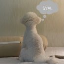 모모댕댕 | 대구 북구 반려견 유치원, 모모댕댕 솔직후기!