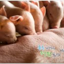 연천가축약품 이미지