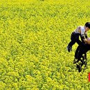 낙동강관리본부 대저생태공원 4 이미지