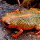 황금개구리 이미지