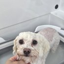 퍼피애견샵 | 광교 애견미용샵 '퍼피랑' 방문후기!