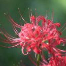 고창선운산의붉은꽃/꽃무릇/석산-3 이미지