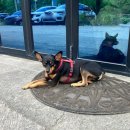 가지산라온 이미지