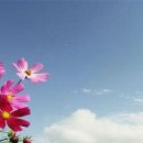 코스모스 이미지