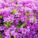 늦게 피는 꽃 이미지