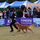 new~KOR.CH.(한국 챔피언) 에 등극한 콜네임: "프리먼"(제트,아들),(생후 16개월) 입니다^^ 이미지