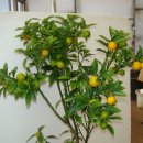 낑깡이랑 이미지