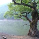 고목나무 이미지