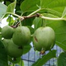 자미원농장 이미지