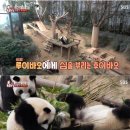 판다 이미지