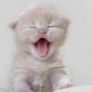 데본냥이 이미지