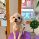 강아지는 미용빨 이미지