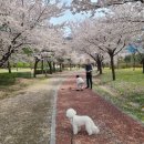 서재문화체육센터 | 대구 벚꽃 명소[계명대학교 성서캠퍼스][다사서재문화체육센터]