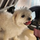 플러피독 이미지