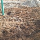 아내의 텃밭 이미지