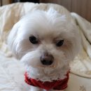 착한강아지 이미지