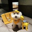힐링 펫 카페 | 소노펫클럽앤리조트 비발디케어 반려견 호텔링 소노펫 힐링케어 이용 후기