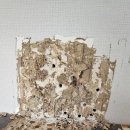 하나방역 대구남부지사 이용 후기 대구방역 경험담