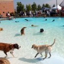 펫 아일랜드 이미지