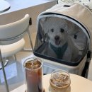 메르시동물병원 | 운정 애견동반 카페 커피맛집 | 메르시 ෆ