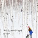 겨울 테마여행 : 원대리 자작나무숲 힐링트레킹 + 인제 빙어축제 이미지