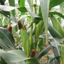 쌍둥이네 농장 이미지